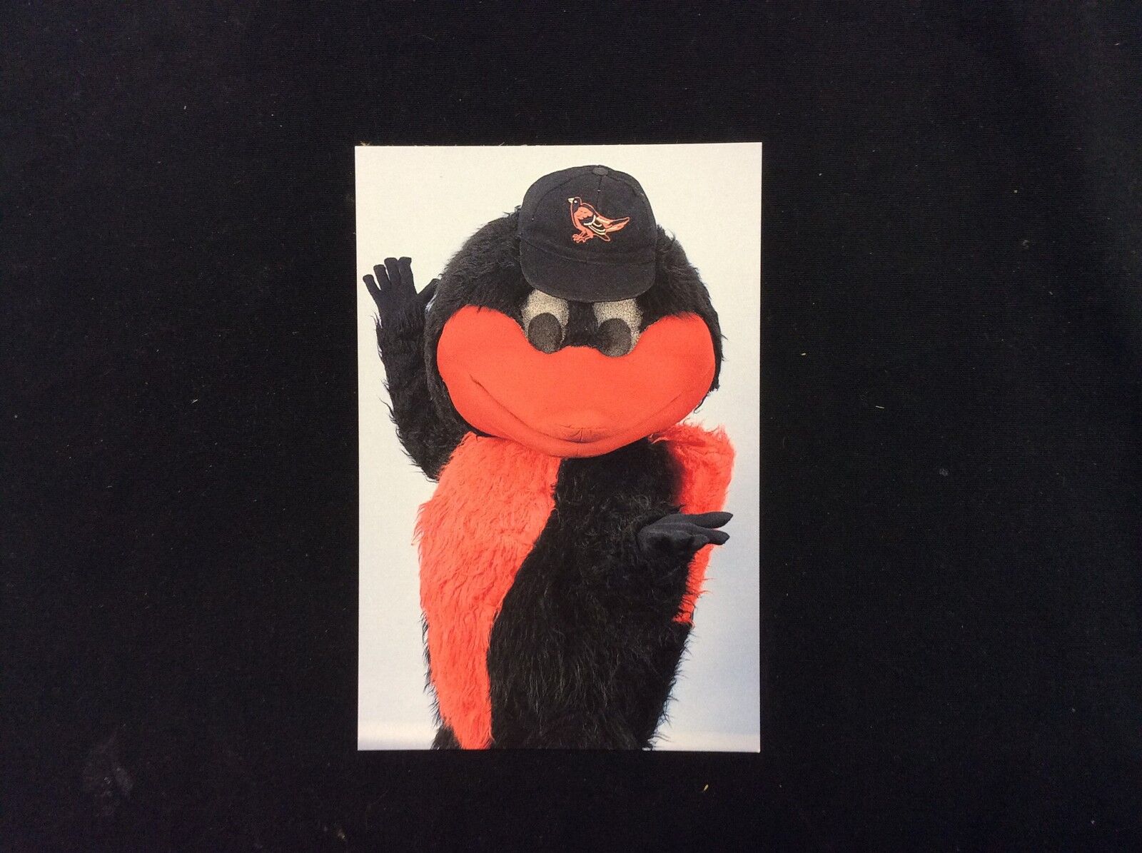 Orioles Mascot The Bird Baltimore Orioles 3x5 team issued postcard